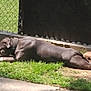 Akilla is registered to the contest to win money with this photo: animal, brick, brown_dog, canine, collar, daytime, dog, fence, grass, nature, outdoor, pet, quiet, relaxation, resting, side_view, sleeping, summer, sunlight, yard