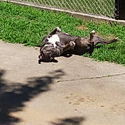 Akilla joined the competition — help win amazing prizes! animal, canine, collar, concrete, daytime, dog, fence, grass, greenery, nature, outdoor, paw, pet, playful, relaxing, rolling, shadow, sidewalk, summer, sunlight