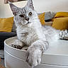 cat, silver_gray_cat, long_fur, table, paw, sofa, cushions, yellow_cushions, gray_cushions, indoor, relaxed, pet, feline, whiskers, ears, nose, portrait, close_up, home, cozy
