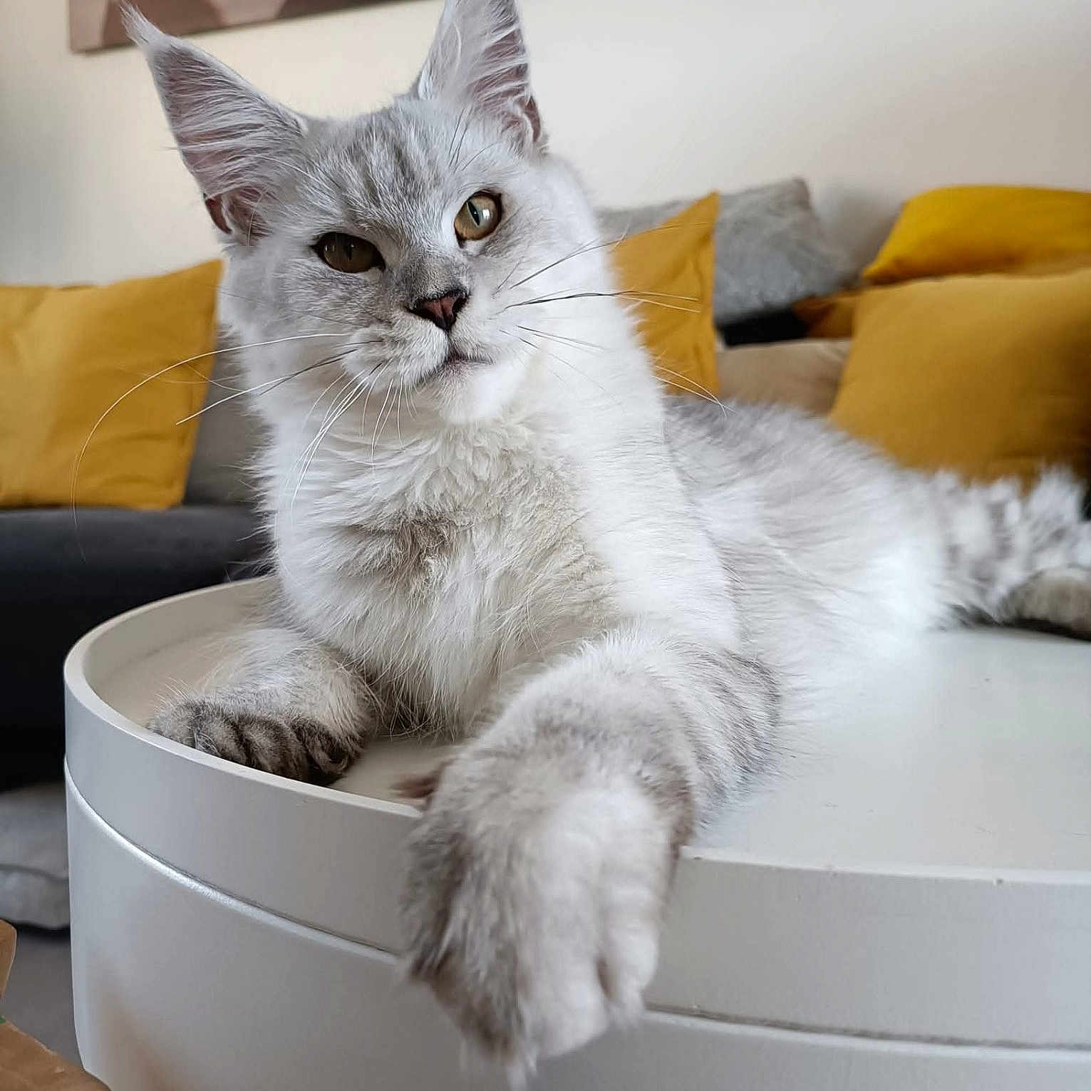 Toundra participe au concours pour gagner de l'argent avec cette photo : cat, silver_gray_cat, long_fur, table, paw, sofa, cushions, yellow_cushions, gray_cushions, indoor, relaxed, pet, feline, whiskers, ears, nose, portrait, close_up, home, cozy