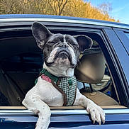 Nova is registered to the contest to win money with this photo: dog, french_bulldog, car, window, harness, outdoor, sunlight, pet, canine, animal, black_and_white, happy, relaxed, nature, seat, travel, vehicle, paw, ears, snout