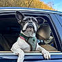 dog, french_bulldog, car, window, harness, outdoor, sunlight, pet, canine, animal, black_and_white, happy, relaxed, nature, seat, travel, vehicle, paw, ears, snout