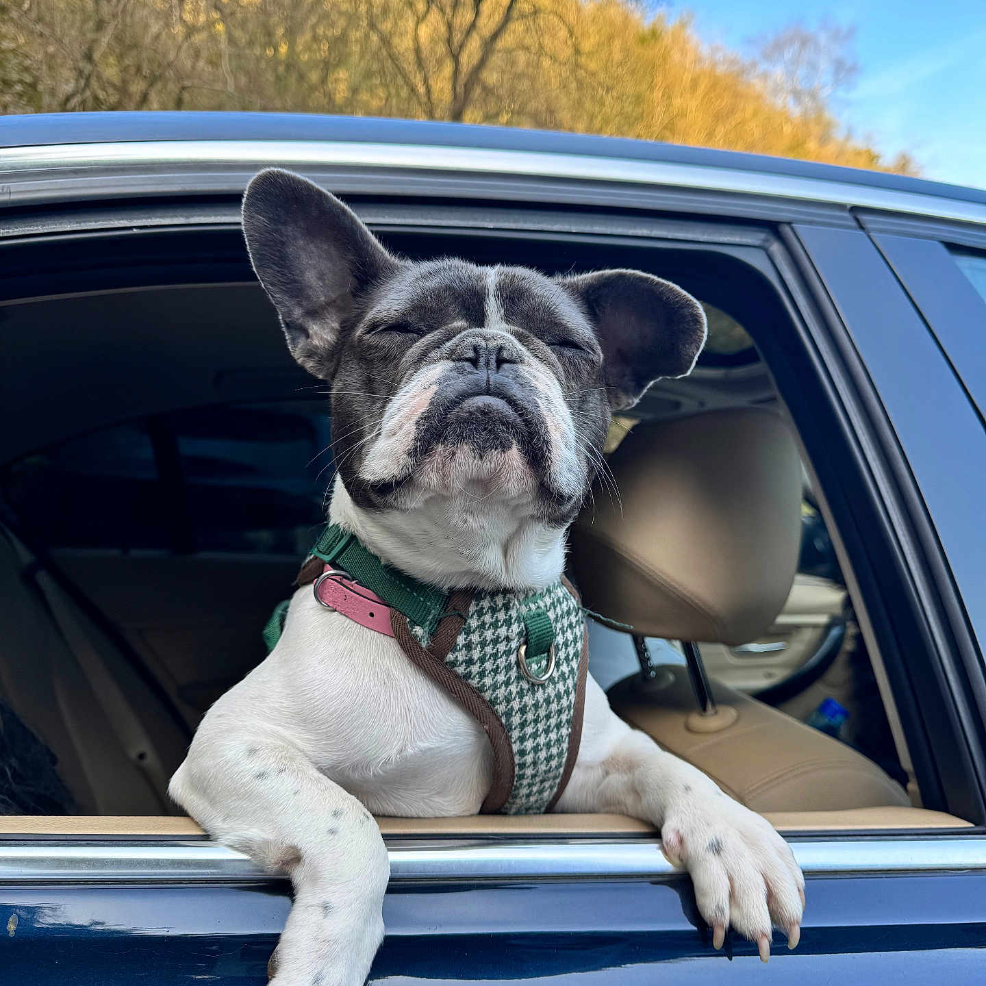 Nova is registered to the contest to win money with this photo: animal, black_and_white, canine, car, dog, ears, french_bulldog, happy, harness, nature, outdoor, paw, pet, relaxed, seat, snout, sunlight, travel, vehicle, window