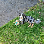 Max is registered to the contest to win money with this photo: dog, grass, toy, plush_toy, blue_eyes, outdoor, rake, trash_bag, shed, pet, animal, green, fur, lying_down, playful, nature, yard, summer, domestic_animal, cute