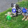 Max joined the competition — help win amazing prizes! dog, grass, toy, outdoor, pavement, rake, pet, animal, greenery, playful, lying_down, stuffed_toy, casual, nature, app_icons, smartphone_screenshot, technology, background, colorful, resting