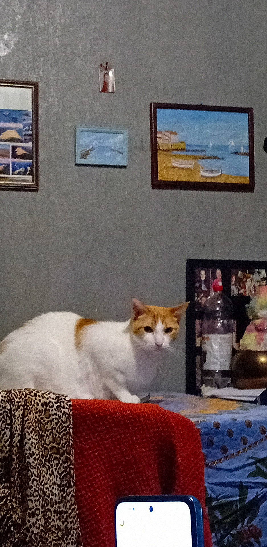 Caramel participe au concours pour gagner de l'argent avec cette photo : art, carnivore, cat, chair, comfort, domestic_short_haired_cat, event, fawn, felidae, fur, linens, photograph, picture_frame, room, small_to_medium_sized_cats, snout, tail, wall, whiskers, wood