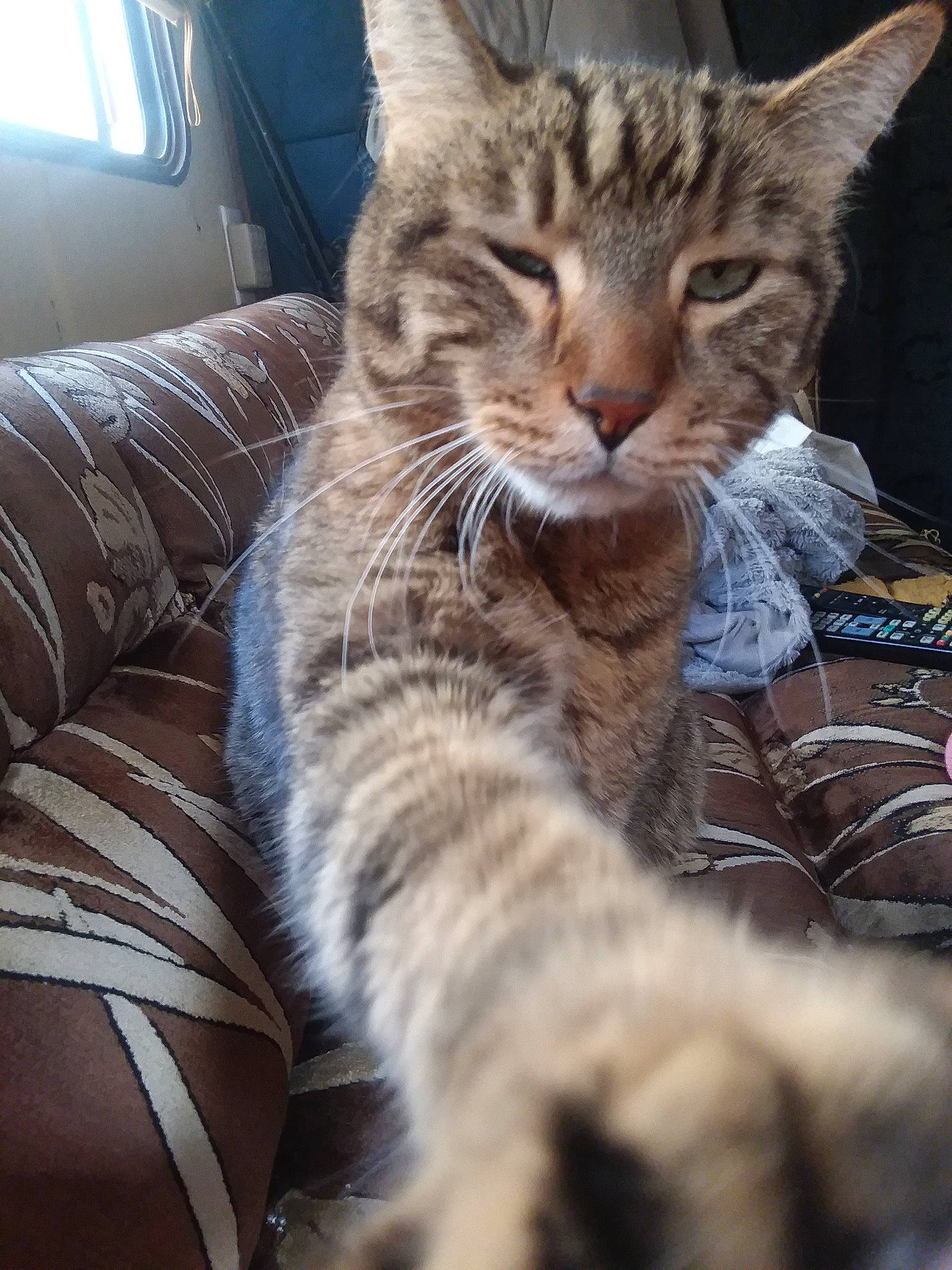 Artie joined the competition — help win amazing prizes! aegean_cat, american_shorthair, california_spangled, cat, cat_like_mammal, domestic_short_haired_cat, dragon_li, european_shorthair, fauna, fur, kitten, pixie_bob, small_to_medium_sized_cats, snout, tabby_cat, whiskers