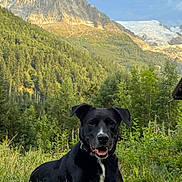 Largo a rejoint le concours — aidez-le/la à gagner de superbes lots ! dog, black_dog, white_markings, grass, meadow, mountain, forest, trees, outdoor, nature, happy, pet, animal, playful, sunny, landscape, scenic, canine, collar, stick