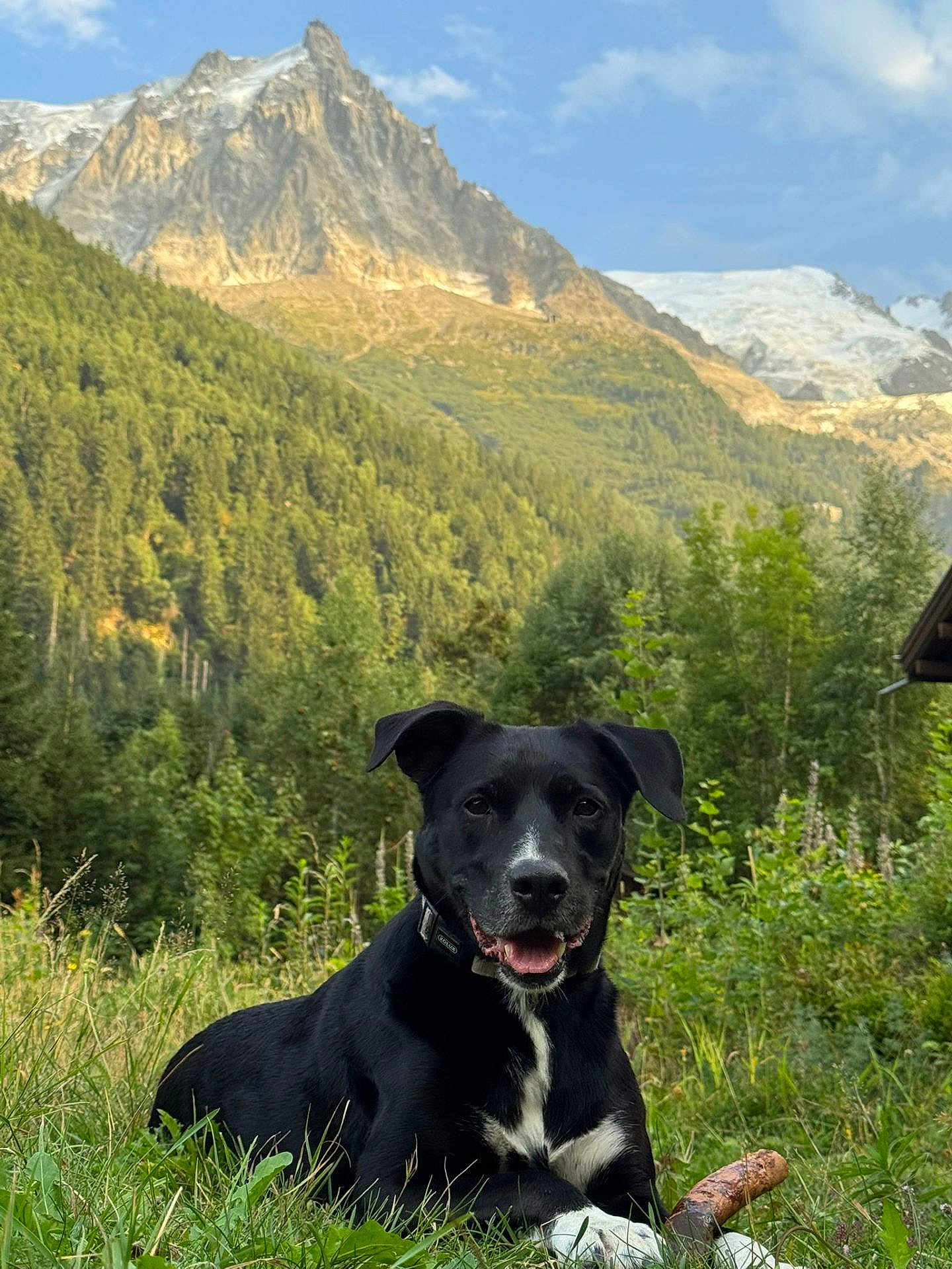 Largo a rejoint le concours — aidez-le/la à gagner de superbes lots ! dog, black_dog, white_markings, grass, meadow, mountain, forest, trees, outdoor, nature, happy, pet, animal, playful, sunny, landscape, scenic, canine, collar, stick