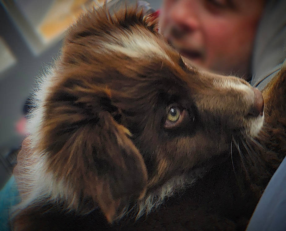 Dasche is registered to the contest to win money with this photo: canidae, carnivore, cat, companion_dog, dog_breed, ear, eyelash, fawn, felidae, fur, gesture, liver, small_to_medium_sized_cats, snout, sporting_group, terrestrial_animal, whiskers, wildlife, working_animal