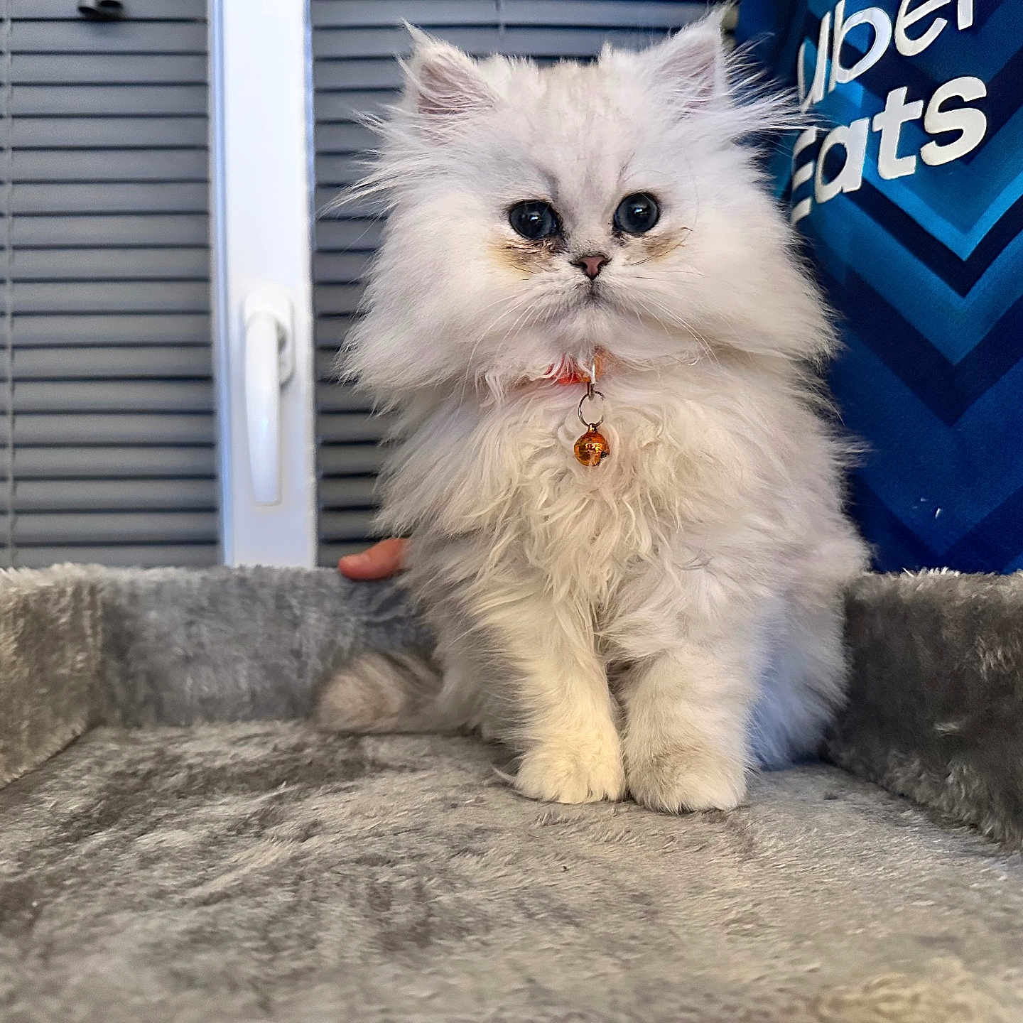 Yuna a rejoint le concours — aidez-le/la à gagner de superbes lots ! angora, animal, canine, cat, couch, curtain, cushion, dog, eskimodog, furniture, homedecor, kitten, manx, pet, siamese, whitedog, windowshade