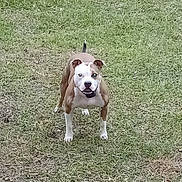 Nookie is registered to the contest to win money with this photo: alert, animal, brown_and_white, canine, collar, daylight, dog, domestic_animal, ears, field, fur, grass, grassland, looking, mammal, nature, outdoor, pet, standing, tail