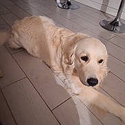 Twister a rejoint le concours — aidez-le/la à gagner de superbes lots ! dog, golden_retriever, pet, indoor, floor, tile, stretching, paw, animal, mammal, canine, fur, white, light, shadow, bar_stool, relaxing, household, companion, domestic