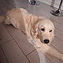 dog, golden_retriever, pet, indoor, floor, tile, stretching, paw, animal, mammal, canine, fur, white, light, shadow, bar_stool, relaxing, household, companion, domestic