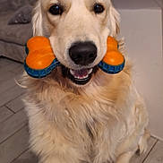 Twister participe au concours pour gagner de l'argent avec cette photo : animal, bone, canine, closeup, couch, dog, domestic, floor, friendly, front_paw, fur, golden_retriever, happy, house, indoor, mouth, pet, playful, smiling, toy