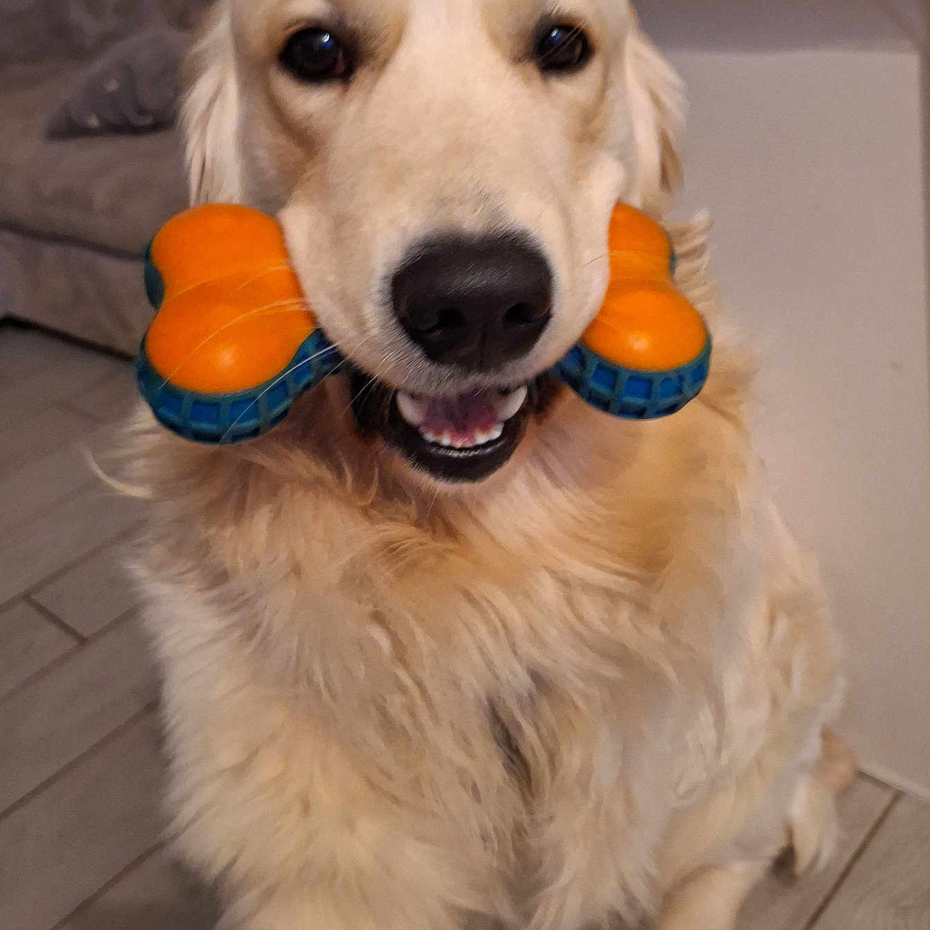 Twister participe au concours pour gagner de l'argent avec cette photo : animal, bone, canine, closeup, couch, dog, domestic, floor, friendly, front_paw, fur, golden_retriever, happy, house, indoor, mouth, pet, playful, smiling, toy