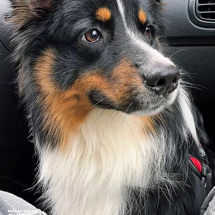 Layko