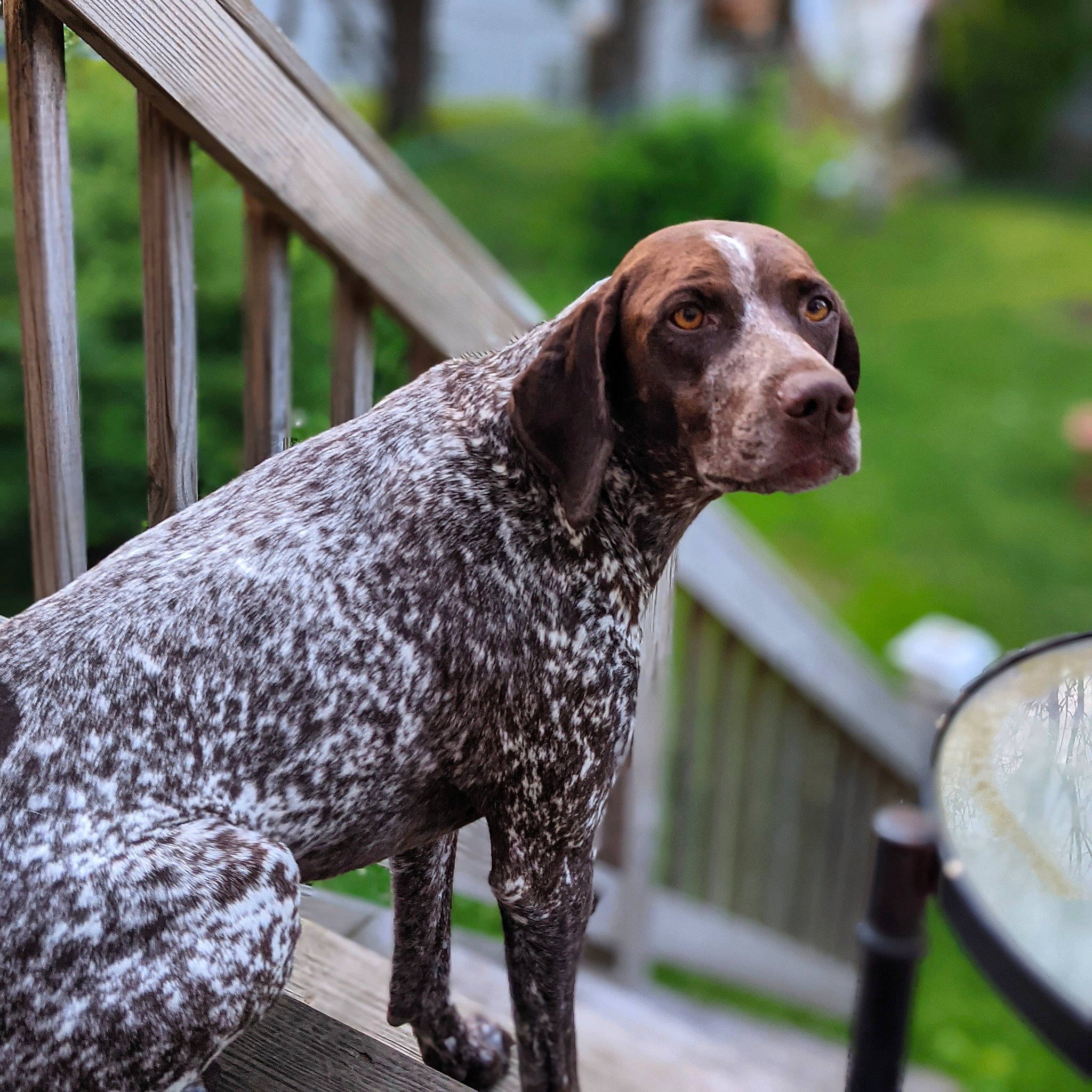 Hilda joined the competition — help win amazing prizes! braque_francais, canidae, carnivore, companion_dog, dog, dog_breed, eye, fawn, fence, grass, gun_dog, hunting_dog, liver, metal, pet_supply, snout, sporting_group, terrestrial_animal, wood, working_animal