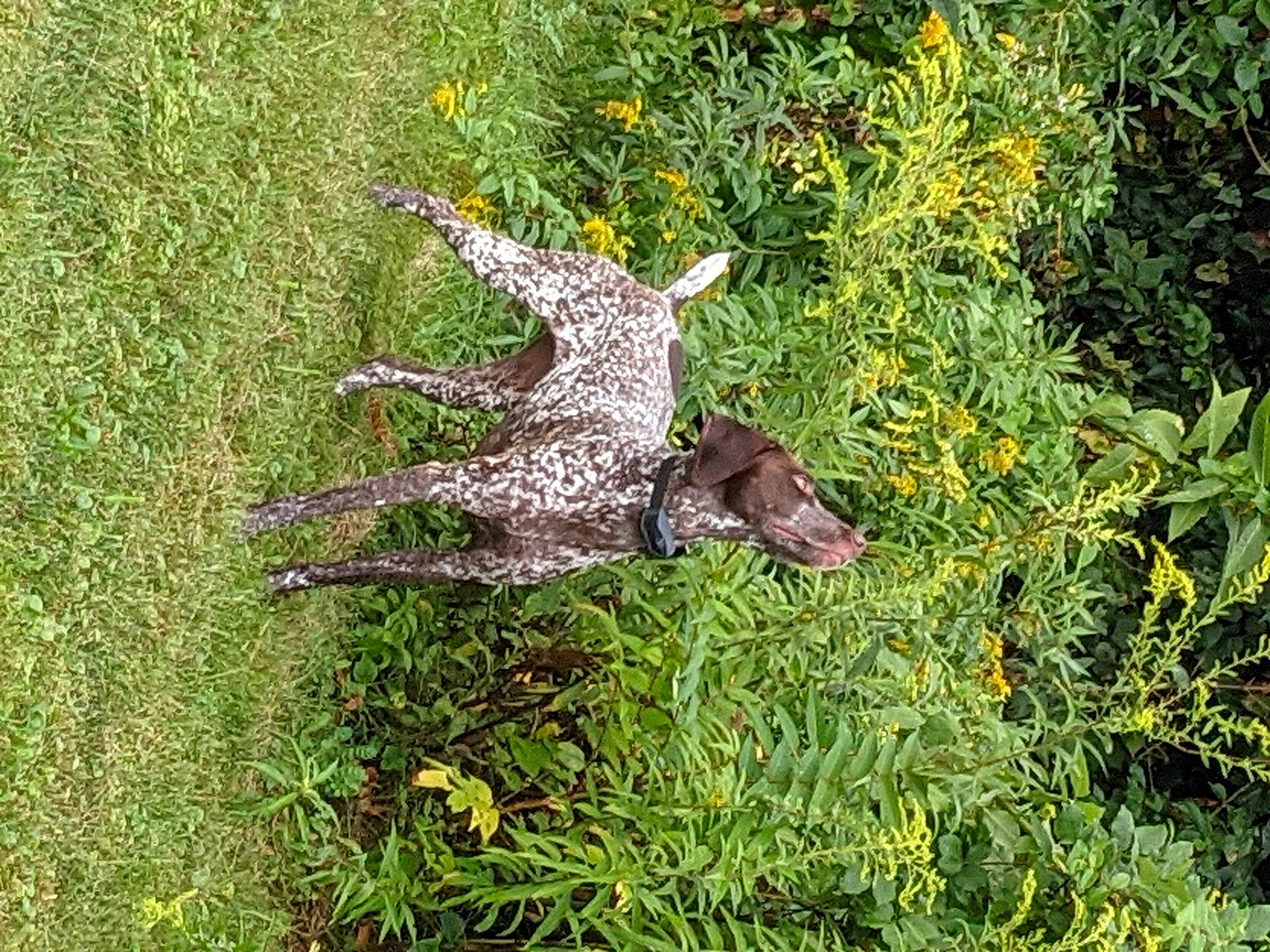 Hilda joined the competition — help win amazing prizes! evergreen, flowering_plant, grass, grassland, groundcover, herb, landscape, meadow, natural_landscape, plant, prairie, sculpture, shrub, soil, subshrub, tail, terrestrial_animal, terrestrial_plant, wildlife, wood