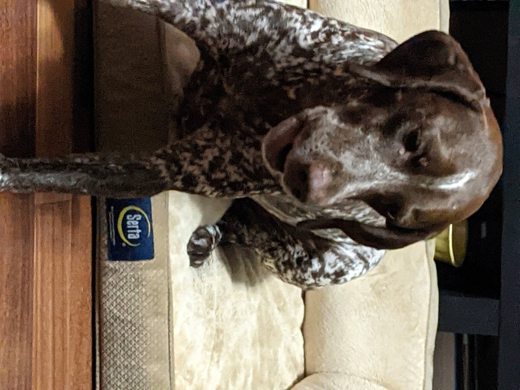 Hilda is registered to the contest to win money with this photo: art, artifact, canidae, carnivore, dog, dog_breed, felidae, grey, jaw, metal, reptile, sculpture, small_to_medium_sized_cats, snout, sporting_group, statue, tail, terrestrial_animal, wood, working_animal