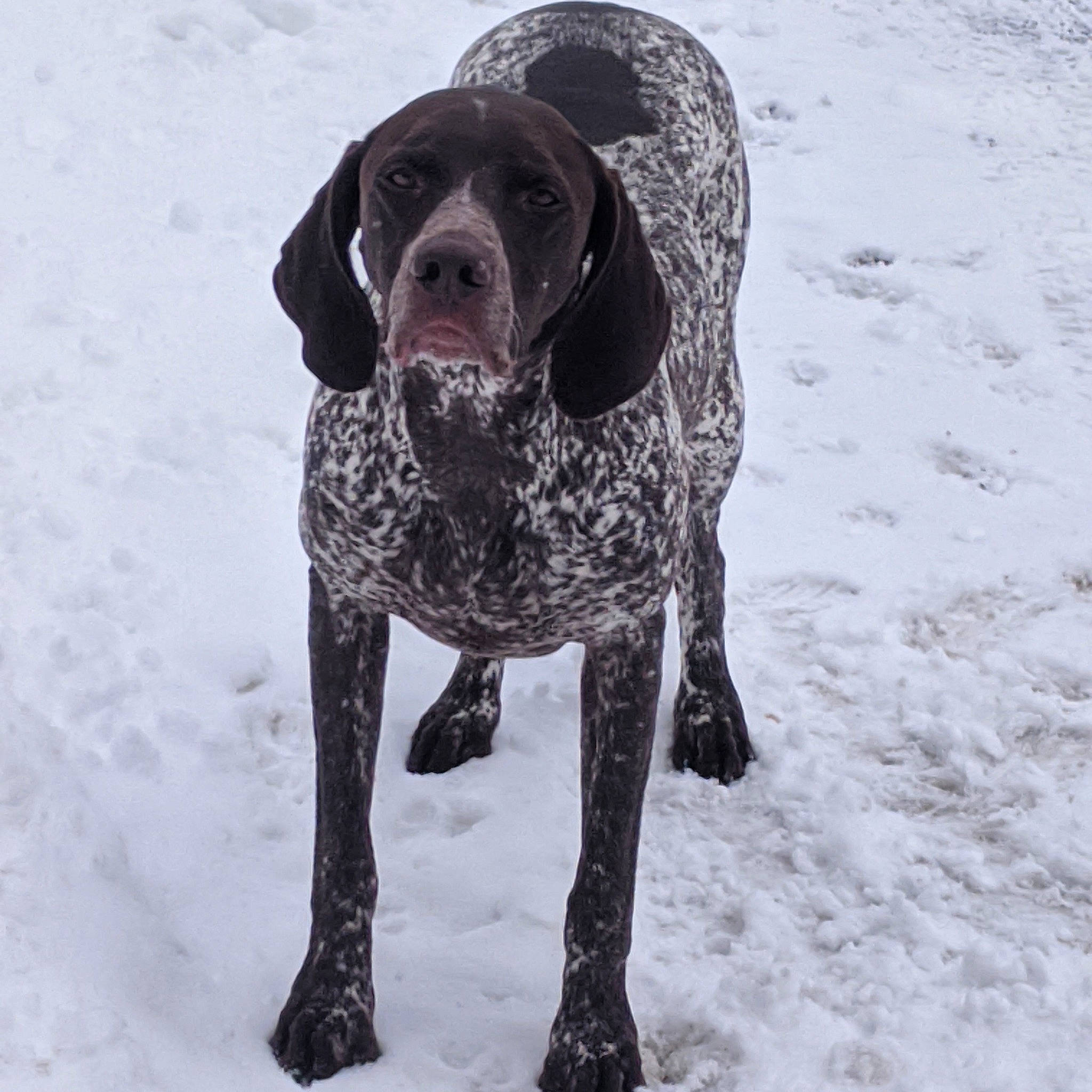 Klink is registered to the contest to win money with this photo: canidae, carnivore, collar, companion_dog, dog, dog_breed, dog_collar, freezing, fur, german_shorthaired_pointer, gun_dog, liver, old_danish_pointer, pointing_breed, snout, snow, sporting_group, tail, winter, working_animal