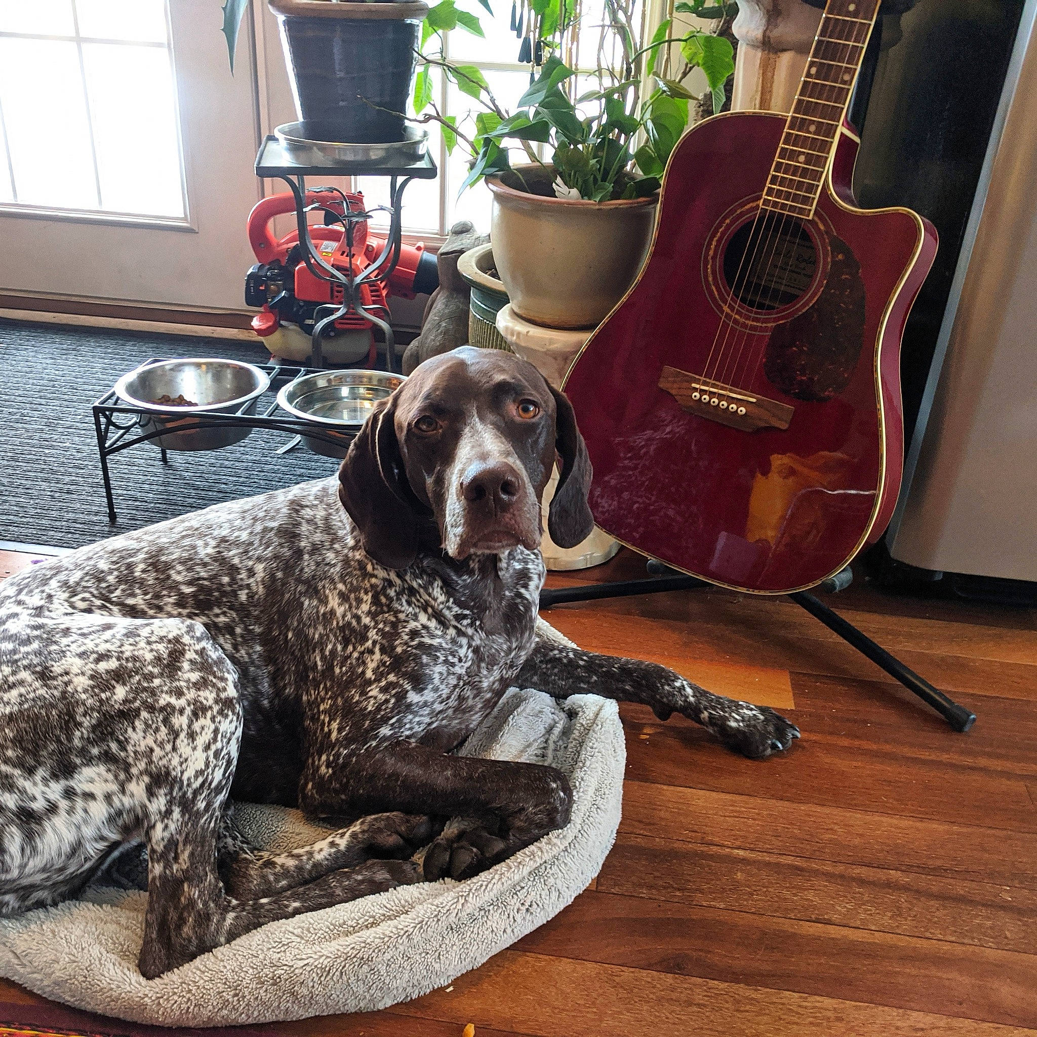Klink is registered to the contest to win money with this photo: carnivore, chair, collar, companion_dog, dog, dog_breed, floor, flooring, flowerpot, guitar, guitar_accessory, houseplant, living_room, musical_instrument, plant, snout, string_instrument_accessory, window, wood, working_animal