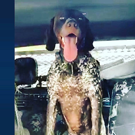 Klink joined the competition — help win amazing prizes! canidae, carnivore, companion_dog, computer_keyboard, dog, dog_breed, fun, fur, gun_dog, happy, hunting_dog, liver, peripheral, snout, spaniel, sporting_group, travel, vehicle_door, water, working_animal