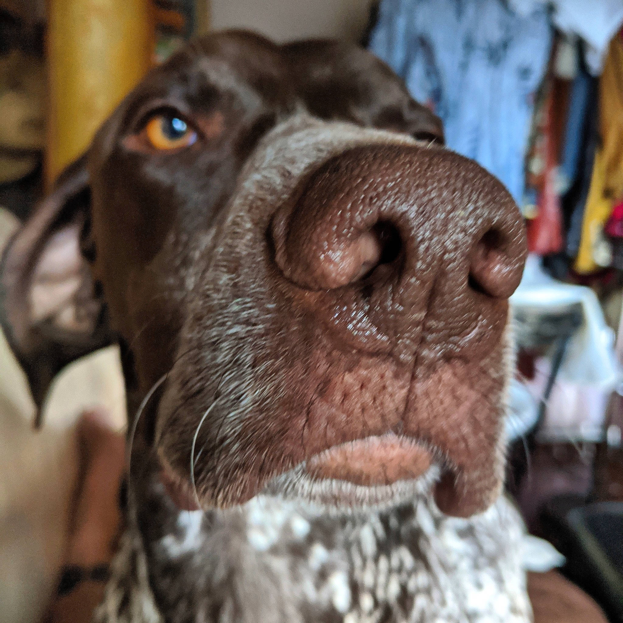 Klink joined the competition — help win amazing prizes! borador, carnivore, collar, companion_dog, dog, dog_breed, ear, eyelash, fawn, fur, hunting_dog, liver, pet_supply, puppy, snout, sporting_group, terrestrial_animal, whiskers, working_animal, wrinkle