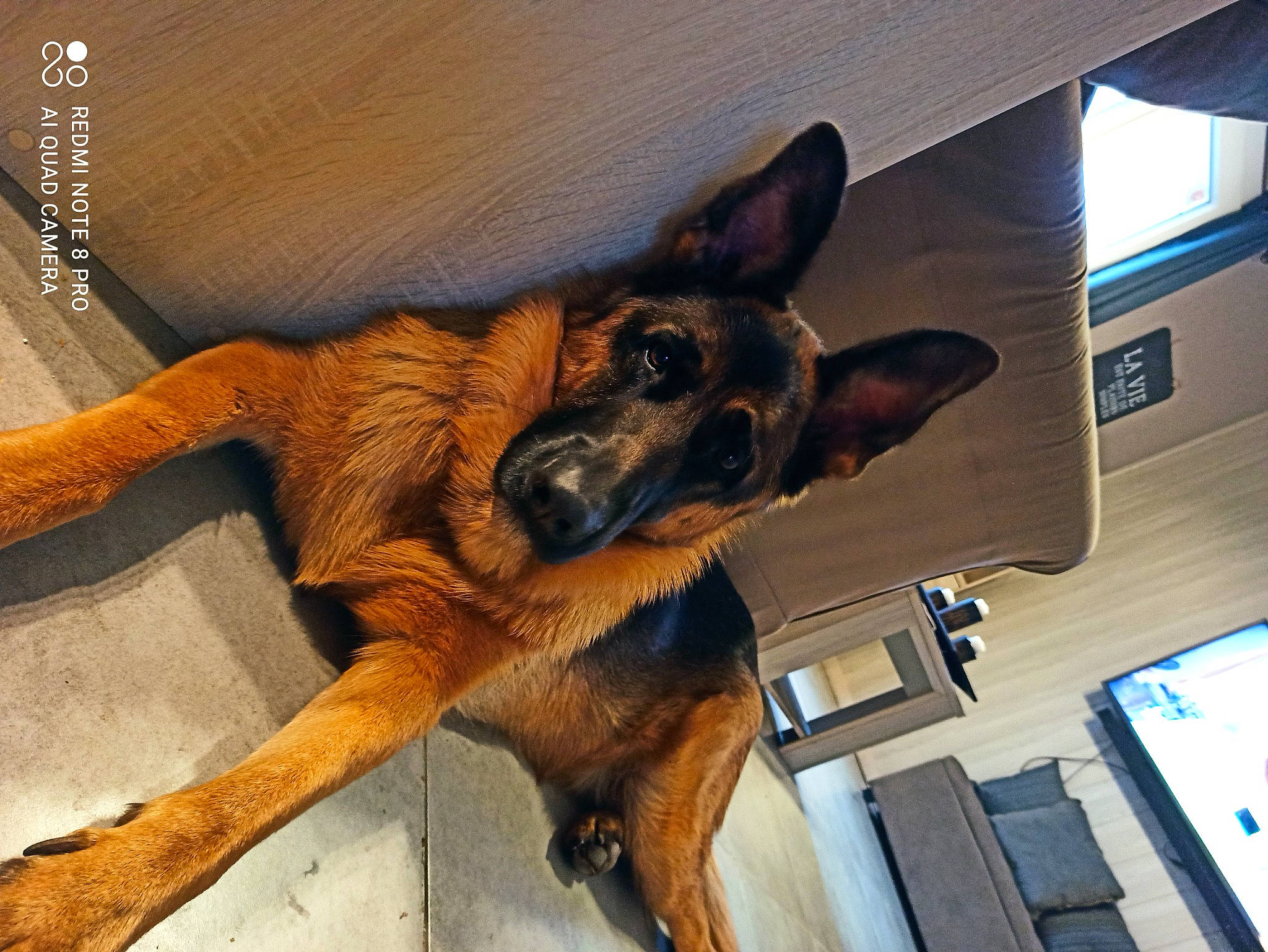 Packo participe au concours pour gagner de l'argent avec cette photo : canidae, carnivore, claw, comfort, companion_dog, dog, dog_breed, fawn, fur, guard_dog, liver, old_german_shepherd_dog, paw, snout, sporting_group, terrestrial_animal, toy_dog, whiskers, wood, working_animal