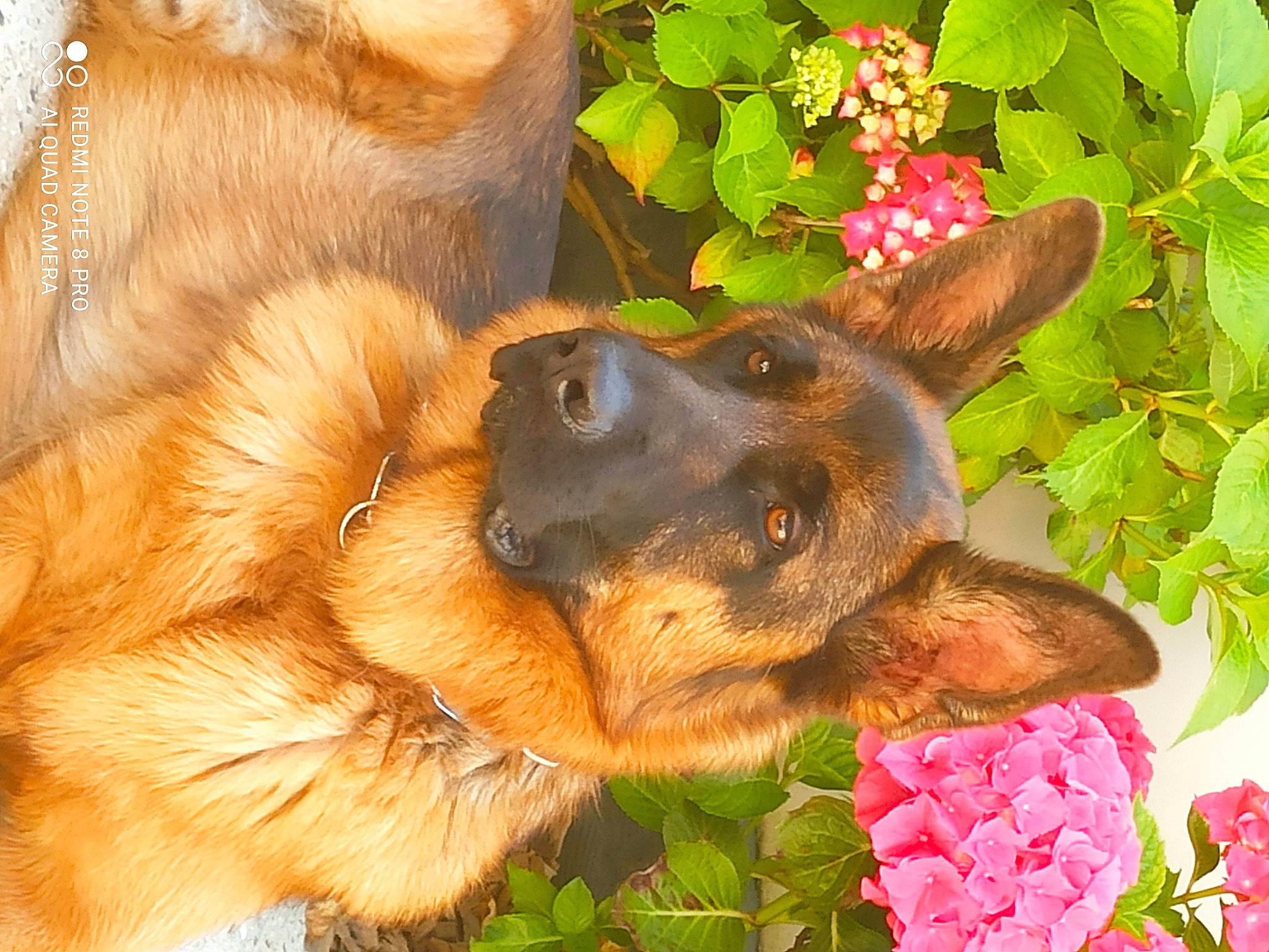 Packo a rejoint le concours — aidez-le/la à gagner de superbes lots ! canidae, carnivore, companion_dog, dog, dog_breed, fawn, flower, fur, german_shepherd_dog, gesture, liver, old_german_shepherd_dog, paw, petal, plant, snout, sporting_group, whiskers, working_animal, working_dog