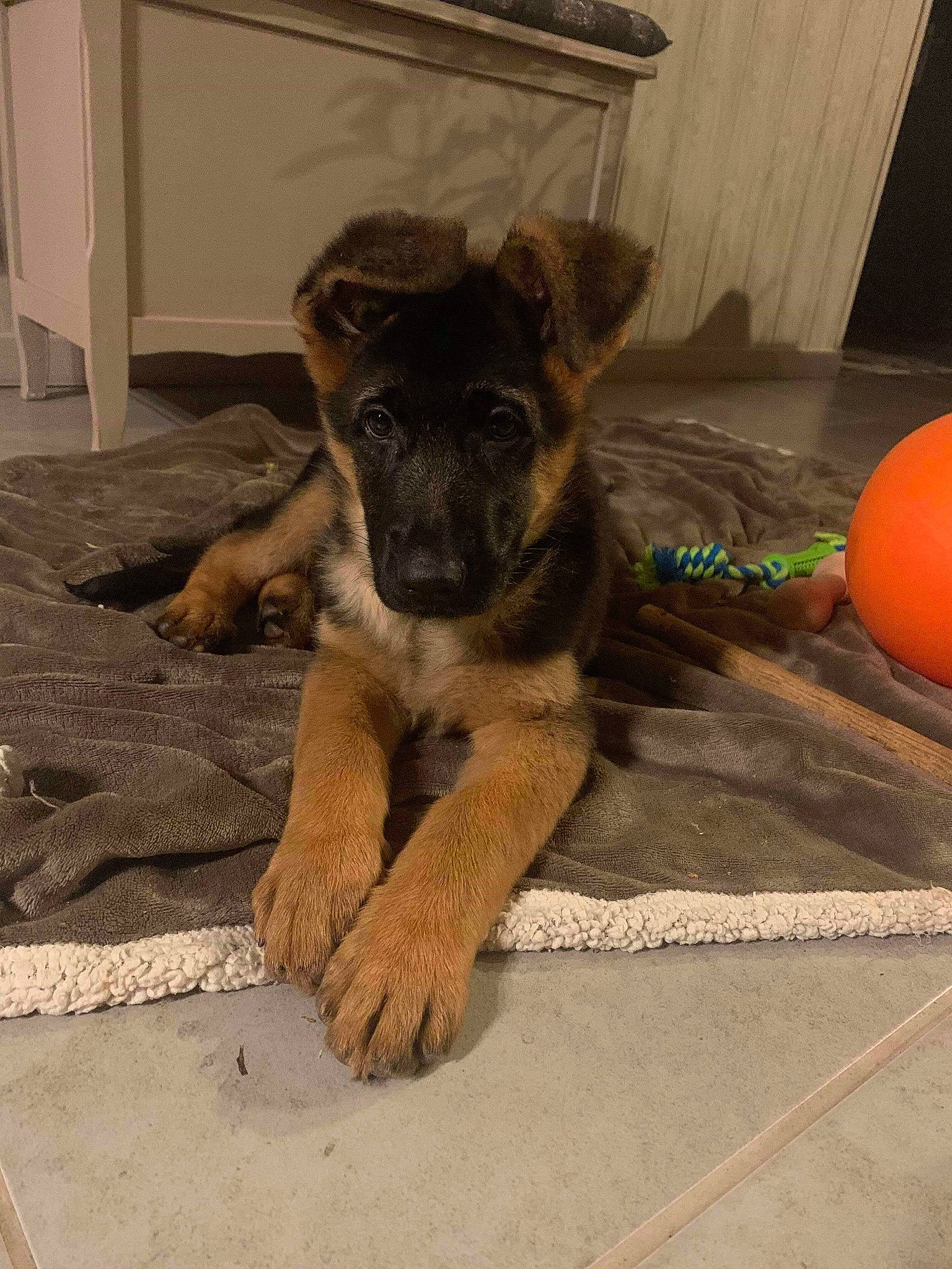 Packo a rejoint le concours — aidez-le/la à gagner de superbes lots ! ball, canidae, carnivore, claw, companion_dog, dog, dog_breed, fawn, flooring, fur, german_shepherd_dog, old_german_shepherd_dog, paw, snout, sporting_group, tail, terrestrial_animal, working_animal, working_dog, working_terrier