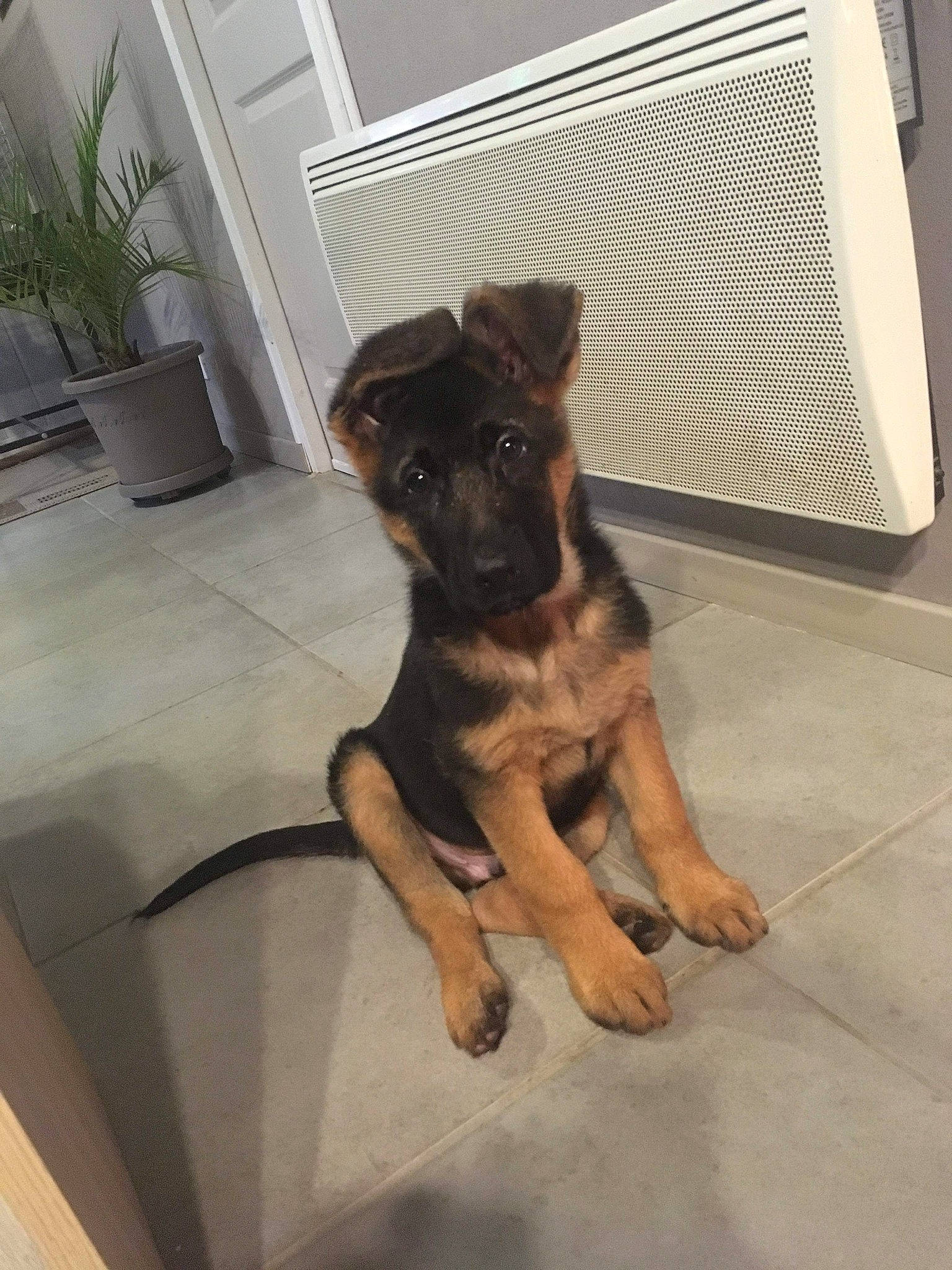 Packo a rejoint le concours — aidez-le/la à gagner de superbes lots ! art, canidae, carnivore, companion_dog, dog, dog_breed, fawn, floor, flooring, flowerpot, german_shepherd_dog, houseplant, paw, plant, snout, sporting_group, tail, toy_dog, window, working_animal