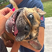 Nova joined the competition — help win amazing prizes! dog, pet, smiling, playful, upside_down, person, hand, nail_polish, outdoor, backyard, fence, grass, tongue, teeth, ear, closeup, happy, canine, holding, casual