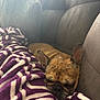 Nova joined the competition — help win amazing prizes! dog, french_bulldog, sleeping, couch, blanket, purple, white, pattern, snuggling, pet, indoor, cozy, relaxing, fur, ears, comfort, rest, animal, companion, soft