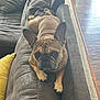 Nova is registered to the contest to win money with this photo: dog, french_bulldog, couch, pet, indoor, brown, ears, face, fur, paw, resting, looking, cozy, living_room, wood_floor, carpet, pillow, animal, cute, relaxed