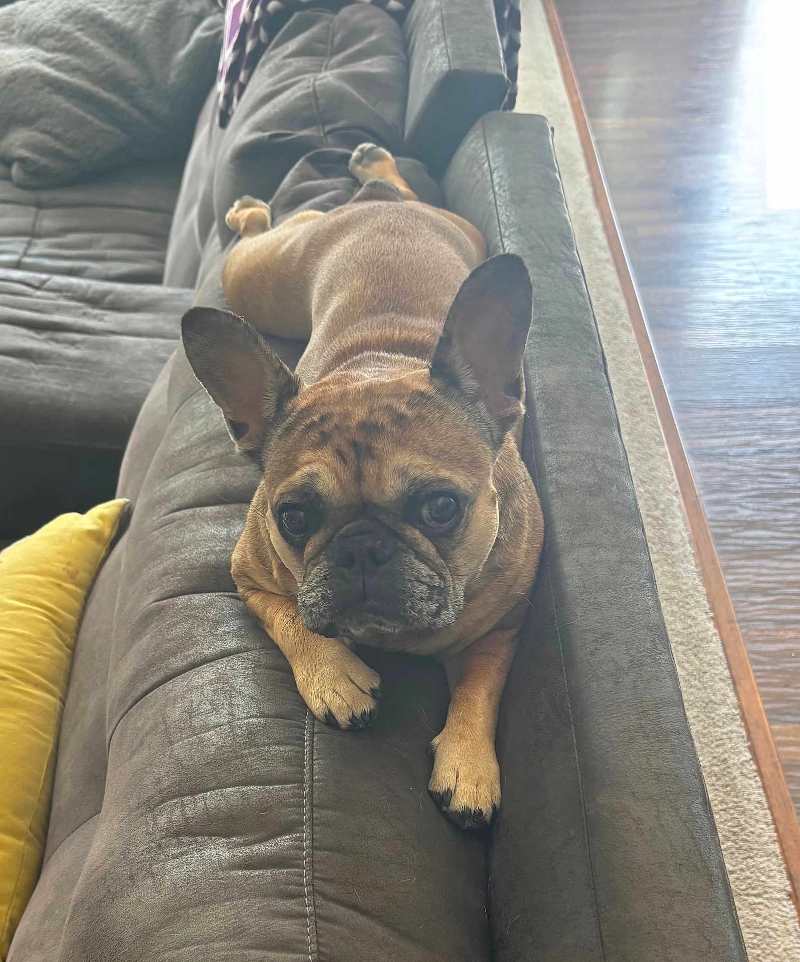 Nova is registered to the contest to win money with this photo: dog, french_bulldog, couch, pet, indoor, brown, ears, face, fur, paw, resting, looking, cozy, living_room, wood_floor, carpet, pillow, animal, cute, relaxed