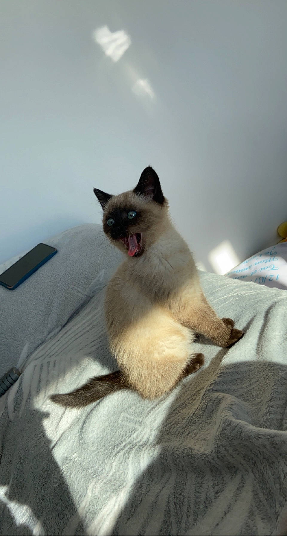 Ohana participe au concours pour gagner de l'argent avec cette photo : balinese, birman, carnivore, cat, comfort, domestic_short_haired_cat, fawn, felidae, fur, linens, siamese, small_to_medium_sized_cats, snout, tail, whiskers