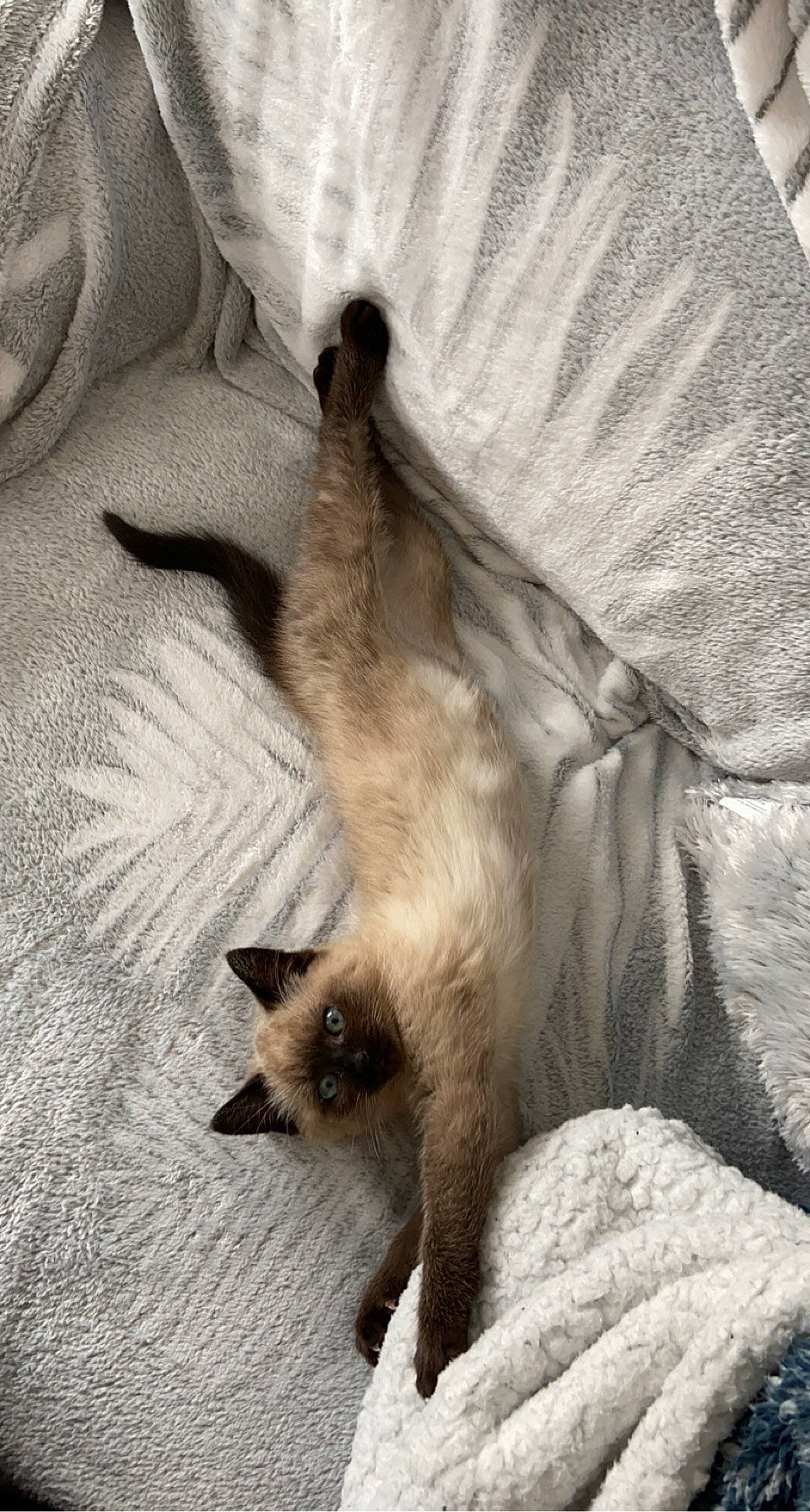 Ohana participe au concours pour gagner de l'argent avec cette photo : carnivore, cat, claw, comfort, fawn, felidae, fur, linens, siamese, small_to_medium_sized_cats, snout, tail, terrestrial_animal, whiskers, wildlife