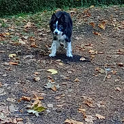 éclipse participe au concours pour gagner de l'argent avec cette photo : dog, black_and_white, forest_floor, leaves, autumn, outdoor, animal, pet, nature, canine, greenery, hedge, fall, alert, standing, fur, ears, snout, walking_path, daylight