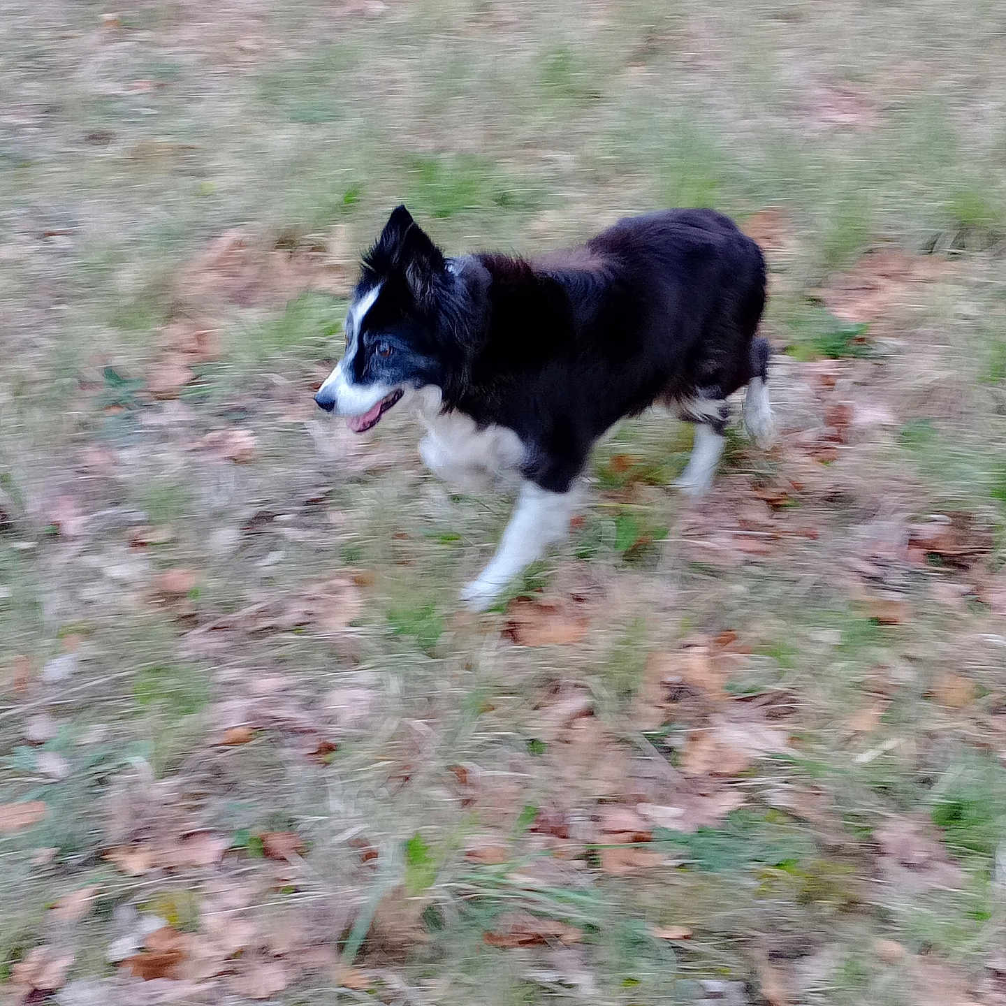 éclipse participe au concours pour gagner de l'argent avec cette photo : dog, running, grass, leaves, outdoor, animal, black_and_white, motion_blur, nature, pet, playful, canine, field, fur, energy, active, side_view, grassland, autumn, happy