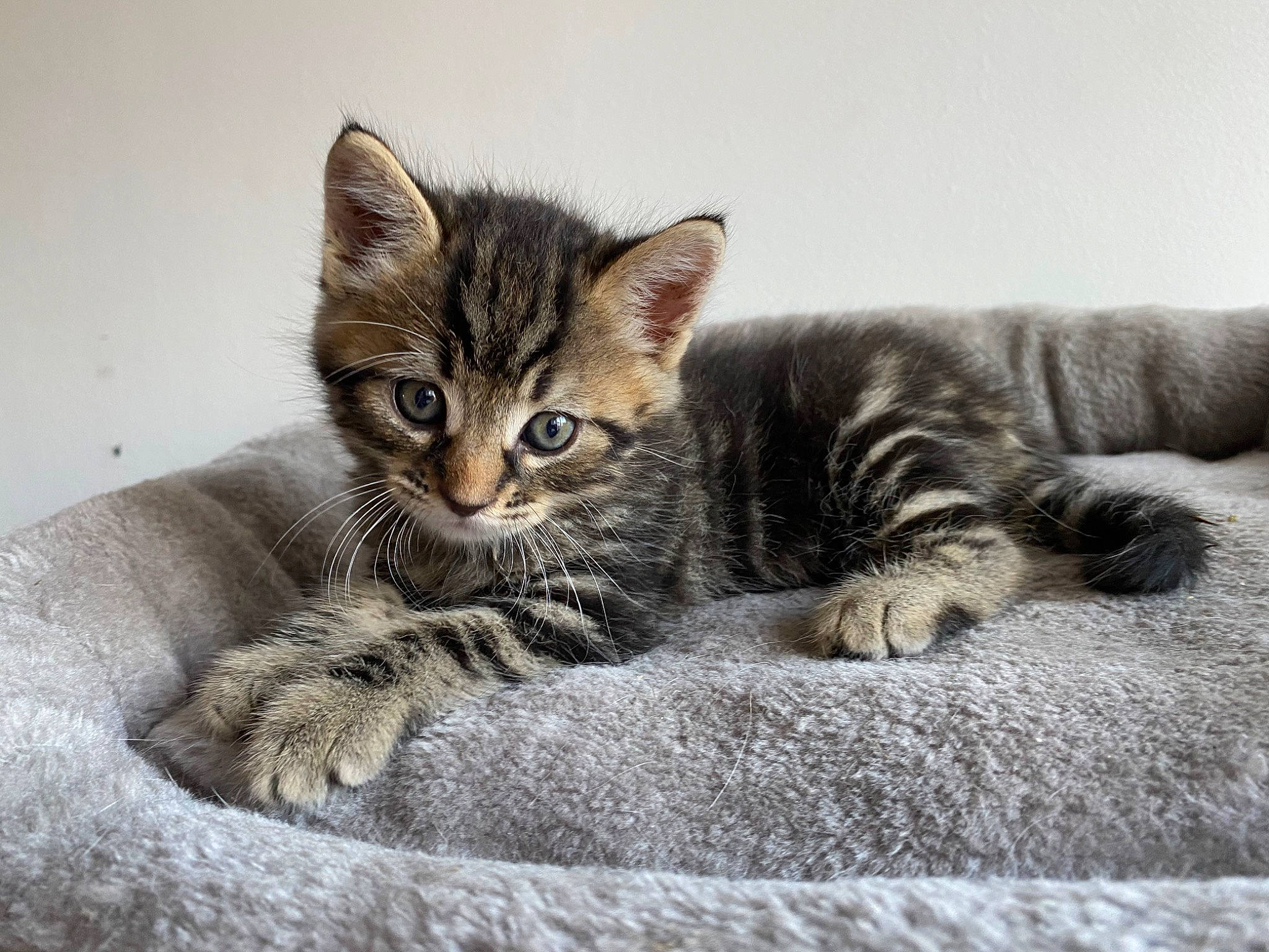 Aron a rejoint le concours — aidez-le/la à gagner de superbes lots ! carnivore, cat, claw, comfort, domestic_short_haired_cat, felidae, fur, grey, paw, sitting, small_to_medium_sized_cats, snout, tail, terrestrial_animal, whiskers