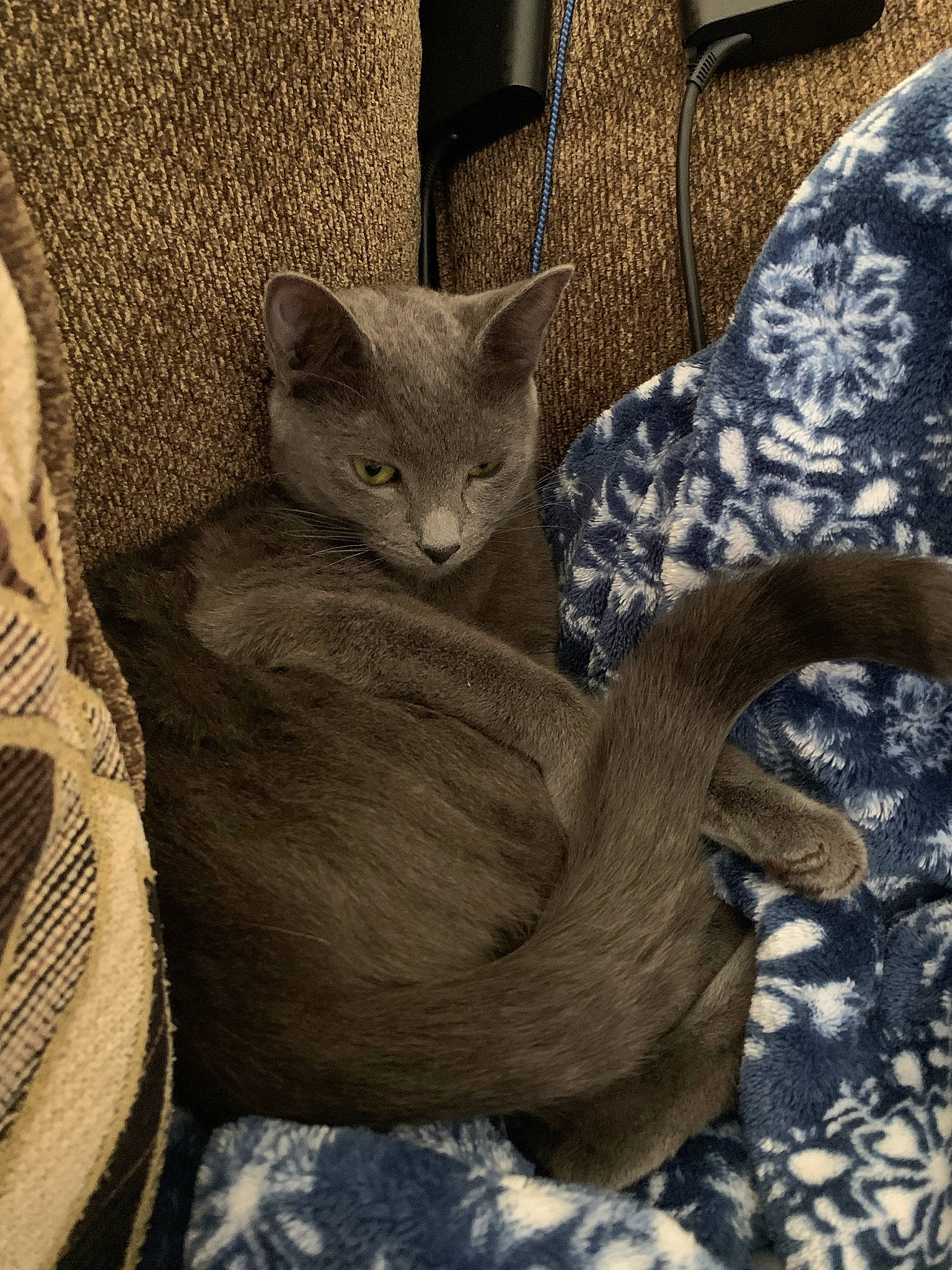 Loca is registered to the contest to win money with this photo: art, carnivore, cat, claw, comfort, domestic_short_haired_cat, fawn, felidae, fur, grey, plant, russian_blue, small_to_medium_sized_cats, snout, tail, terrestrial_animal, tree, whiskers, wildlife, wood