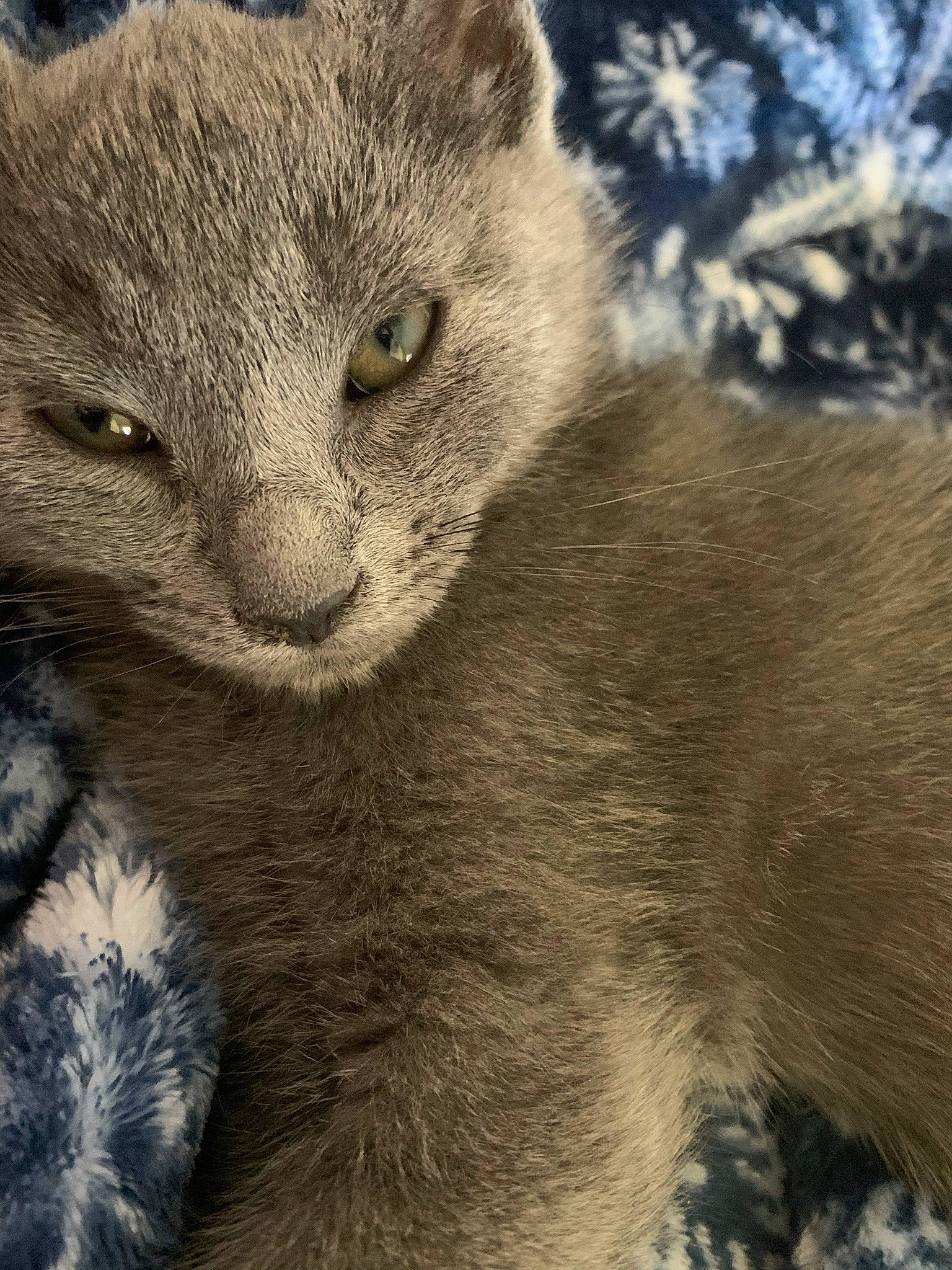 Loca joined the competition — help win amazing prizes! carnivore, cat, claw, domestic_short_haired_cat, eye, felidae, fur, grey, head, paw, plant, russian_blue, scottish_fold, small_to_medium_sized_cats, snout, tail, terrestrial_animal, whiskers, wildlife