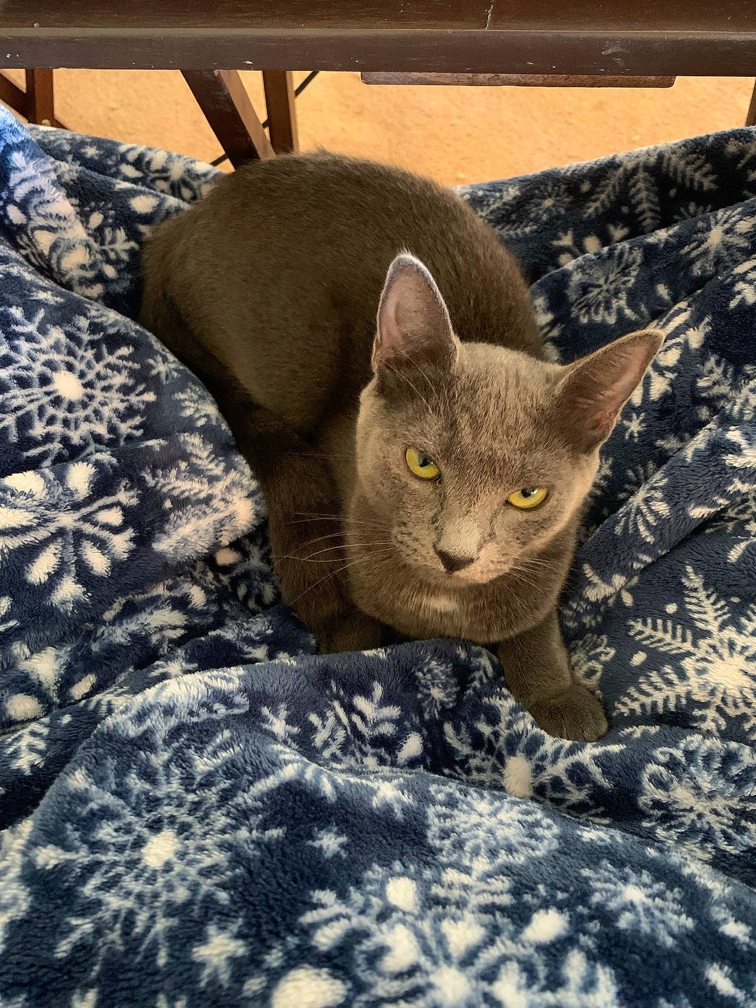 Loca joined the competition — help win amazing prizes! carnivore, cat, cat_supply, comfort, domestic_short_haired_cat, fawn, felidae, fur, grey, pattern, russian_blue, small_to_medium_sized_cats, snout, tail, terrestrial_animal, whiskers