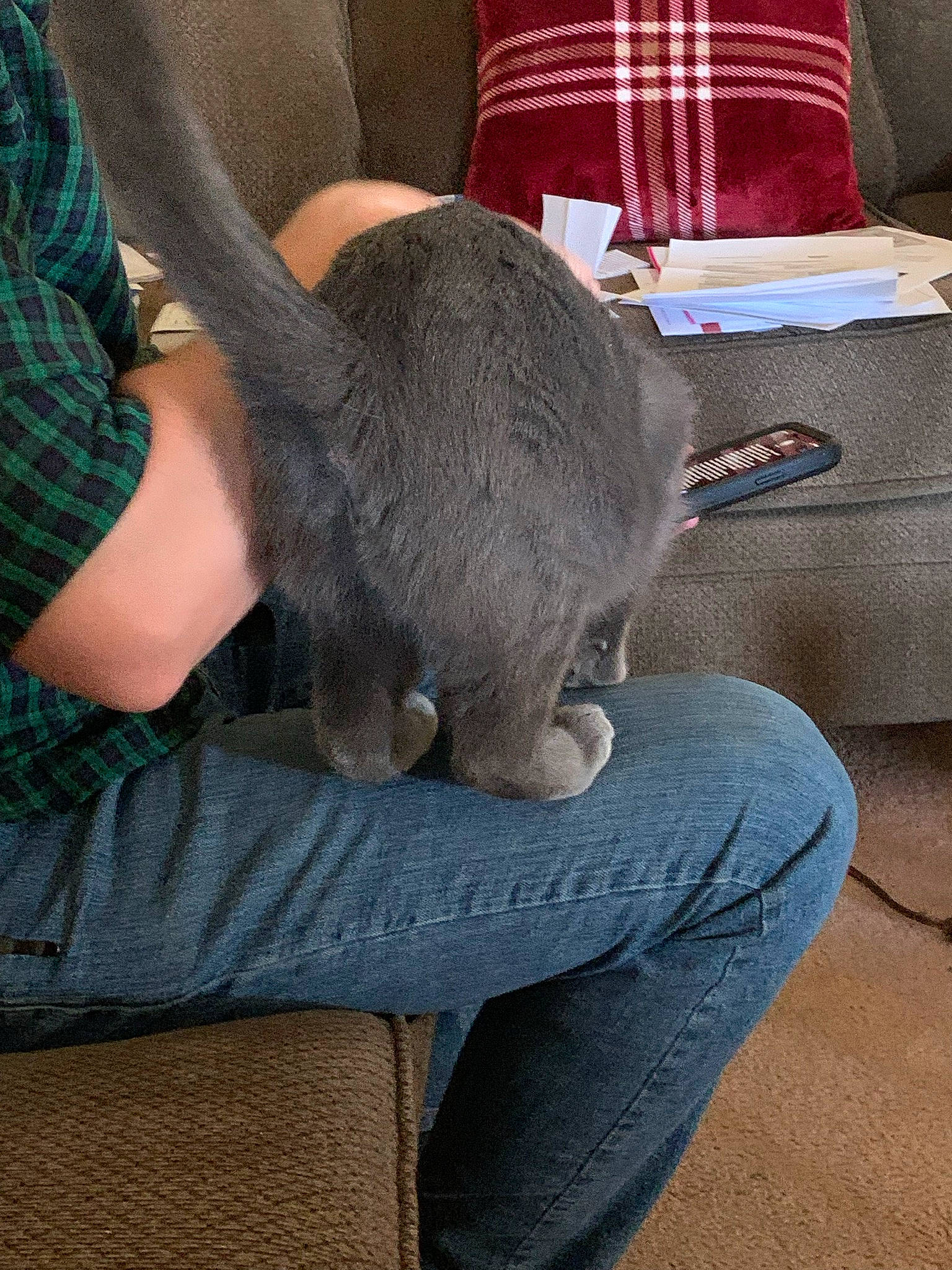 Loca joined the competition — help win amazing prizes! canidae, carnivore, cat, comfort, companion_dog, denim, domestic_short_haired_cat, ear, felidae, flooring, fur, grey, hat, human_leg, lap, sitting, small_to_medium_sized_cats, snout, tail, whiskers