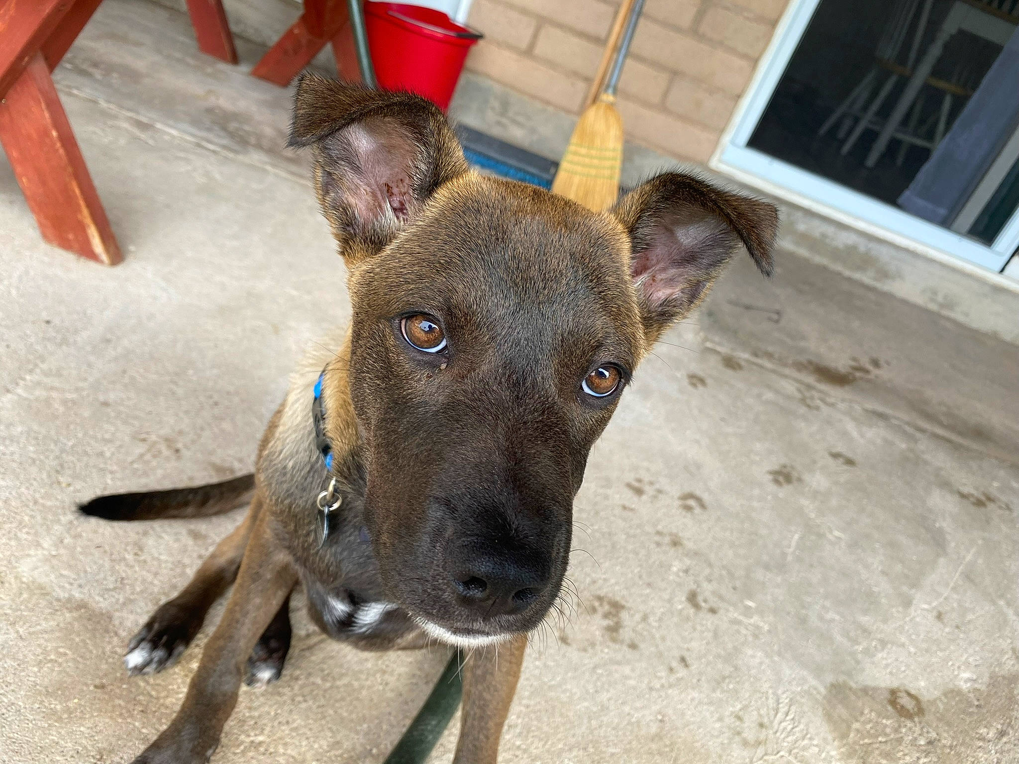 Augustine joined the competition — help win amazing prizes! canidae, carnivore, collar, companion_dog, dog, dog_breed, dog_collar, fawn, guard_dog, liver, non_sporting_group, snout, sporting_group, terrestrial_animal, whiskers, window, working_animal, working_dog