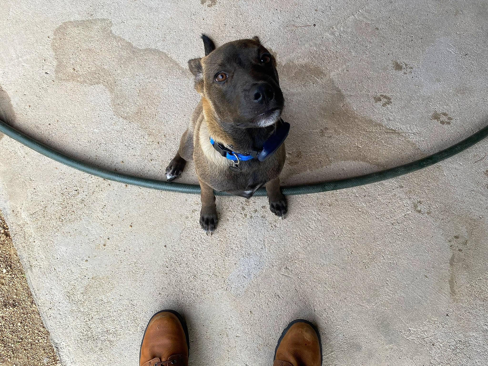 Augustine is registered to the contest to win money with this photo: asphalt, carnivore, collar, companion_dog, dog, dog_breed, dog_collar, dog_supply, electric_blue, fashion_accessory, fawn, foot, leash, pet_supply, road_surface, sand, snout, tail, whiskers, working_animal