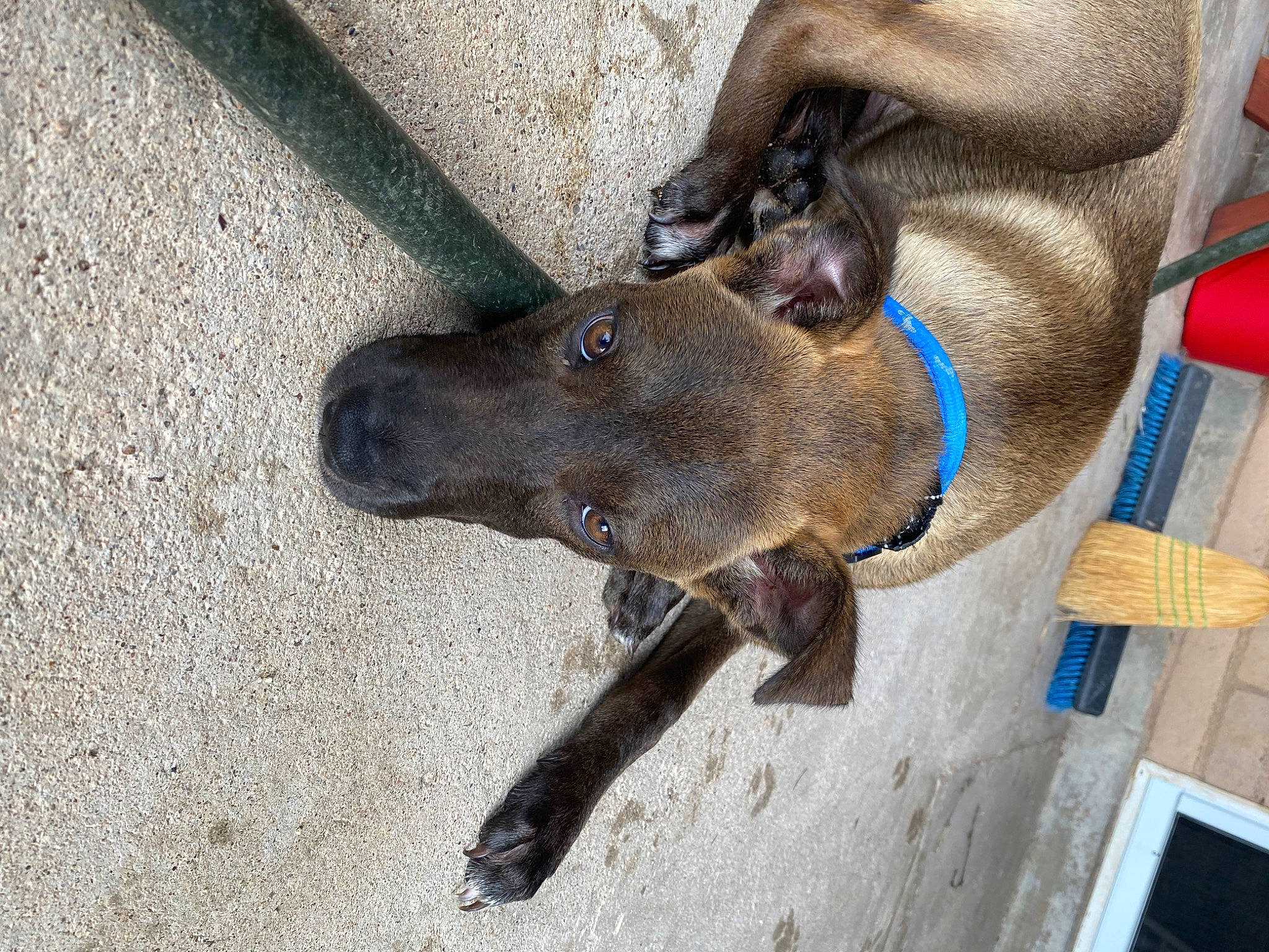 Augustine is registered to the contest to win money with this photo: asphalt, canidae, carnivore, claw, collar, companion_dog, dog, dog_breed, dog_collar, fashion_accessory, fawn, fur, leash, liver, non_sporting_group, pet_supply, road_surface, snout, sporting_group, working_animal