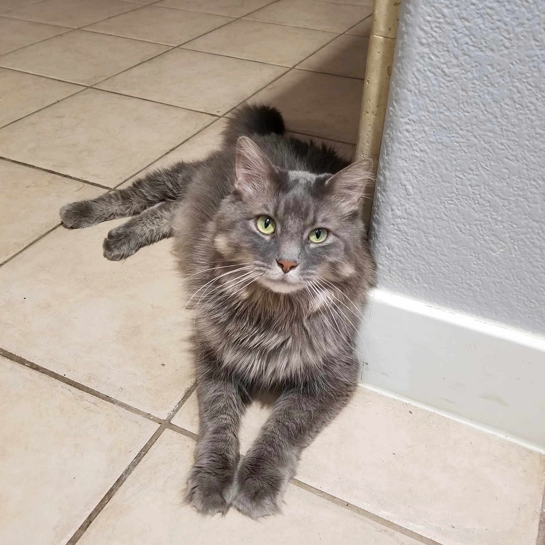 Corvo joined the competition — help win amazing prizes! animal, cat, companion, curious, cute, domestic_cat, feline, fluffy, fur, gray_cat, green_eyes, indoor, lying_down, mammal, paws, pet, relaxed, tile_floor, wall, whiskers
