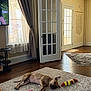 dog, carpet, toy, living_room, curtains, door, wood_floor, relaxed, indoor, pet, furniture, window, daylight, home, decor, resting, brown_dog, plush_toy, open_door, quiet
